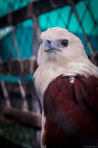 Close-up portrait of eagle in cage