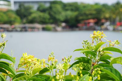 Close-up of flowering plants against blurred background