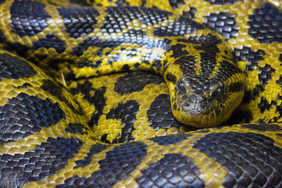 Large patterned curling burmese python snake full frame looking