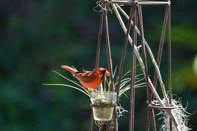 Close-up of male cardinal bird perching on bird feeder