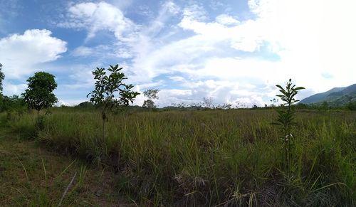 Scenic view of field against sky