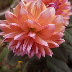 Close-up of flowers blooming outdoors