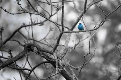 Low angle view of bird perching on branch