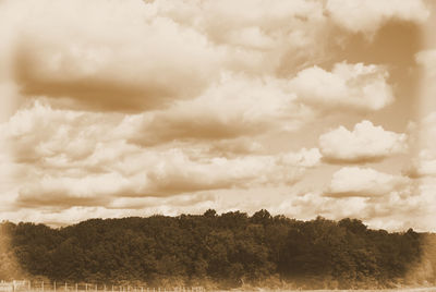 Scenic view of trees on field against sky