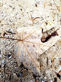 High angle view of dry leaves on land