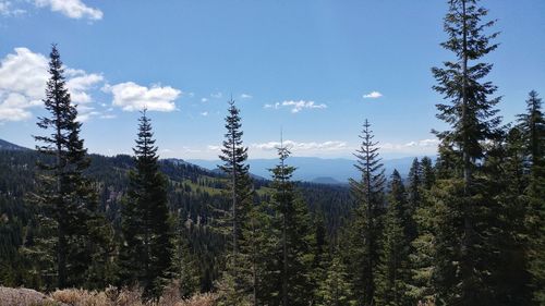 Pine trees in forest against sky