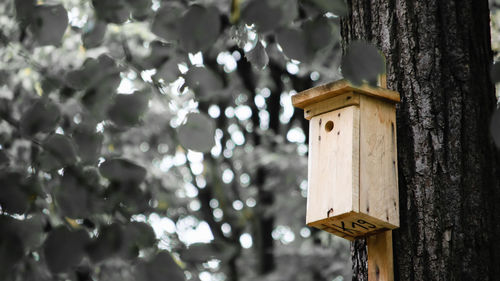 Low angle view of bird on tree trunk