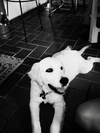 Portrait of a dog