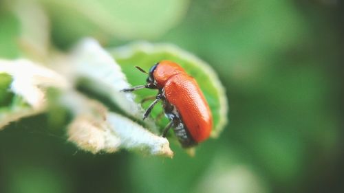 Close-up of insect on leaf