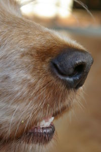 Close-up of lion outdoors