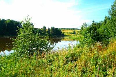 Scenic view of lake in forest against sky