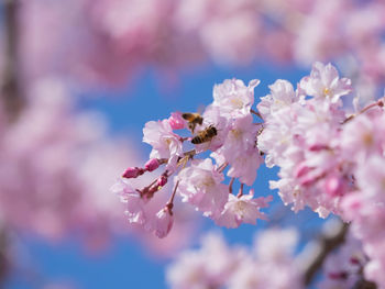 Close-up of pink cherry blossom