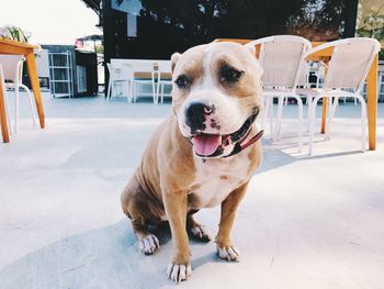 Portrait of dog on white table