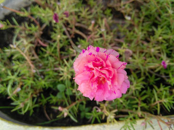 High angle view of pink flowering plant