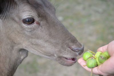 Close-up of hand feeding