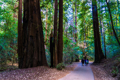 Footpath passing through forest