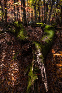 Pine trees in forest