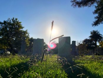 Close-up of plant on field against sky in cemetery