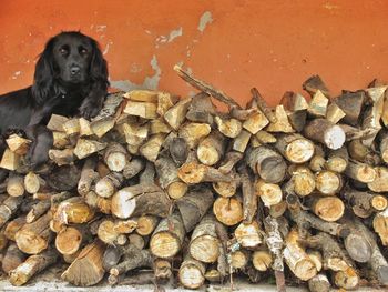 Close-up of dog stack