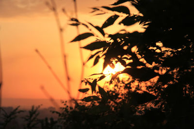 Close-up of silhouette plant against romantic sky at sunset