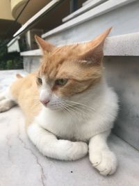 Close-up of a cat looking away