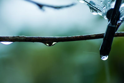 Close up of water drops on leaf