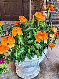 Close-up of potted plants
