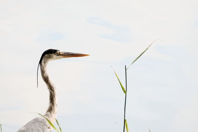 Close-up of a bird