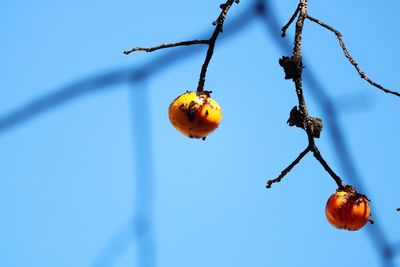 Low angle view of fruits hanging on tree