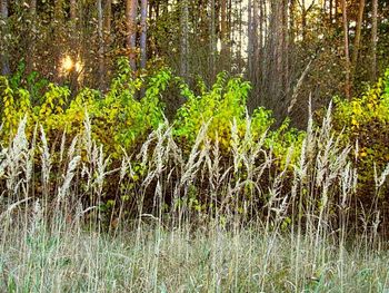 Trees in forest