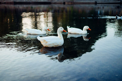 Swans swimming in lake