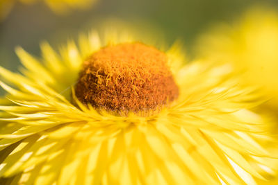 Close-up of yellow dandelion