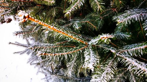 Close-up of pine tree during winter