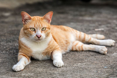 Portrait of a cat lying down on street