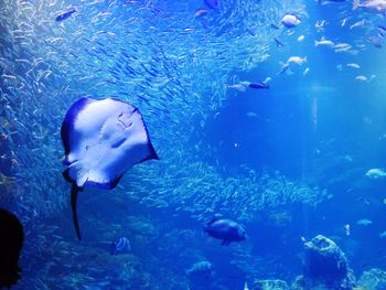 Fish swimming in aquarium