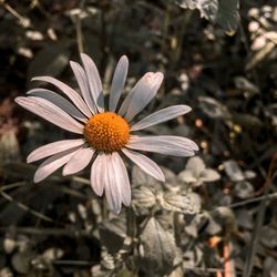 Close-up of white flower on field