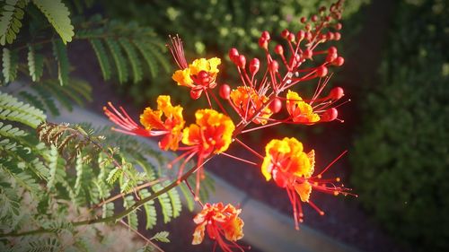 Close-up of orange flowering plant