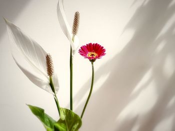 Close-up of flower blooming outdoors