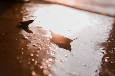 High angle view of leaf in the water. 