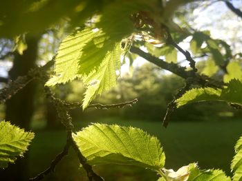 Close-up of fresh green plant