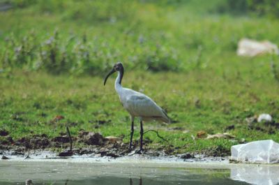 Bird perching on a lake