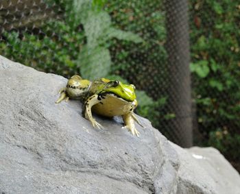 Close-up of lizard