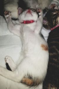 High angle view of cat sitting on bed at home