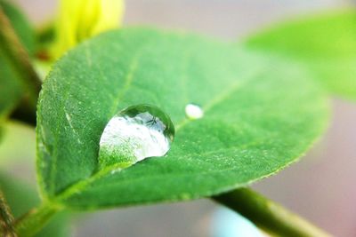 Close-up of raindrops on leaves