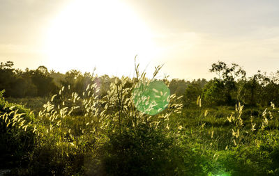 Plants growing on field against sky during sunset