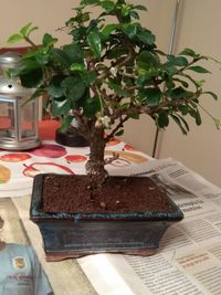 Close-up of potted plant on table
