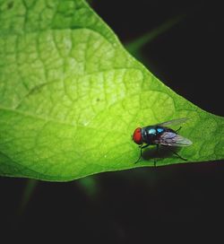 Close-up of fly on leaf