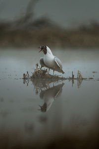 Bird perching on a lake