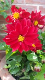 Close-up of pink flowers