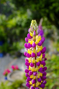 Close-up of purple flowering plant